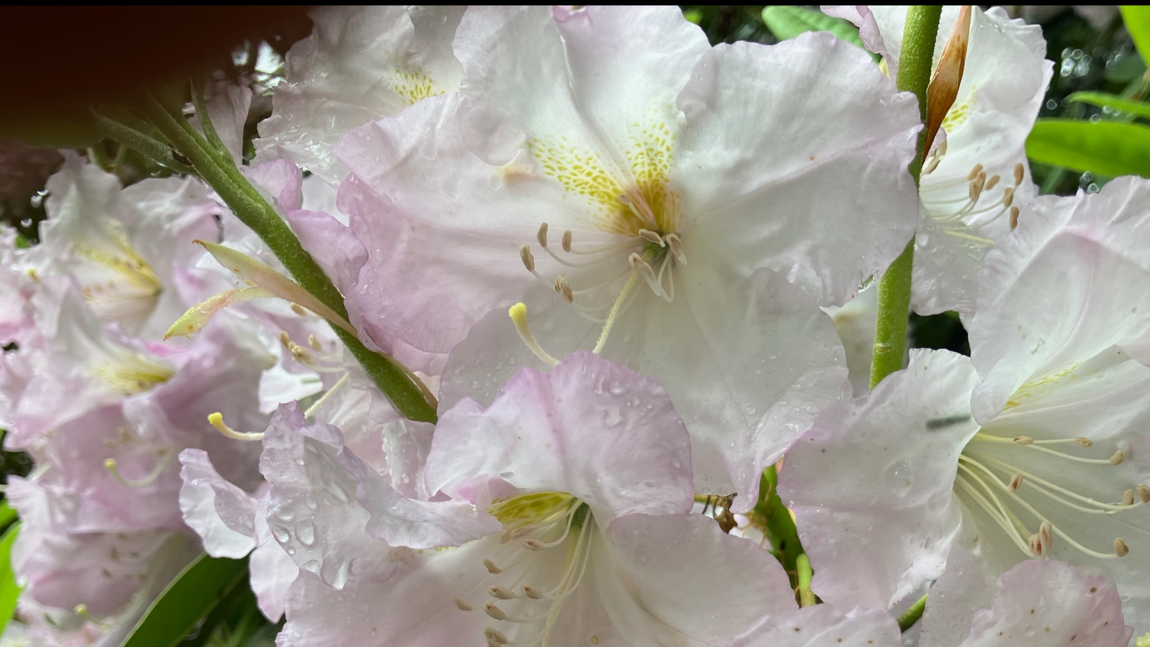 White Flower